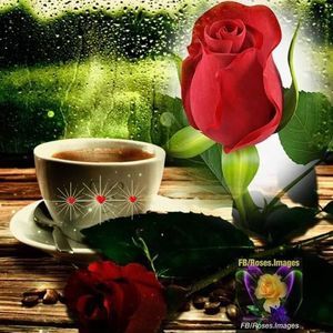 Meet your Posher, Rose